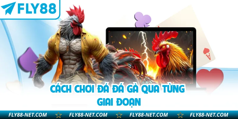 Cách chơi đá đá gà qua từng giai đoạn