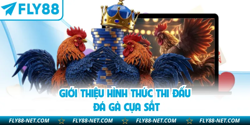 Giới thiệu hình thức thi đấu đá gà cựa sắt